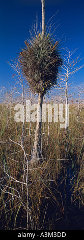 Dwarf cipresso calvo in inverno stagione secca supporta pino selvatico impianto aria come foresta delle transizioni al sawgrass marsh Everglades National Foto Stock