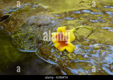 Tromba di fiori selvaggi di fiori Foto Stock