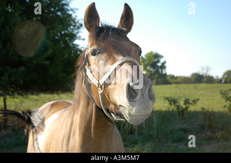 Per purosangue testa di cavallo Foto Stock