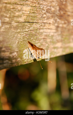 Silver Spotted Skipper butterfly Foto Stock