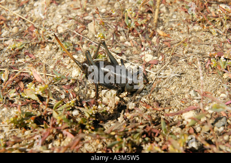 Mormon cricket Foto Stock