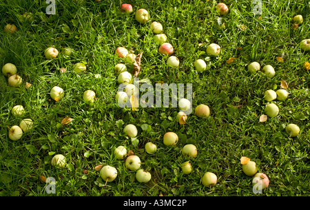 Un sacco di mele caduto che giacciono a terra , Finlandia Foto Stock