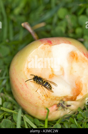 Una comune vespa ( Vespula vulagaris ) mangiare succo e carne di mela da una mela caduta e mezzo mangiato a terra , Finlandia Foto Stock