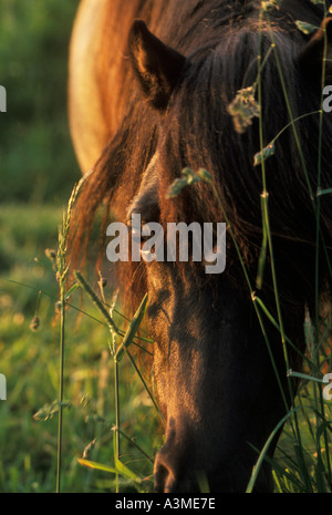 Pony Shetland pascolare in un campo Foto Stock