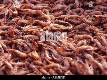 Gamberetti freschi del Mare del Nord (Fiandra occidentale, Belgio) sono molto famosi e sono specialità belghe Foto Stock