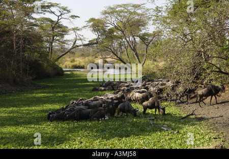 Allevamento di migrazione di GNU Blu Grumeti potabile Tanzania Foto Stock