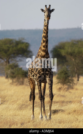 Adulto giraffa Grumeti in Tanzania Foto Stock