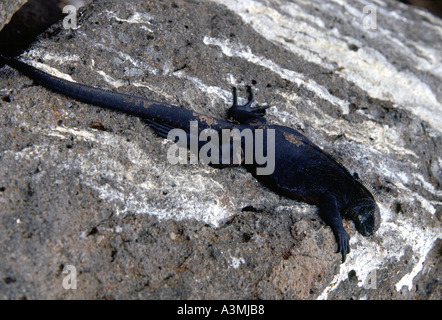 Iguana marina sulle rocce delle isole Galapagos Ecuador Foto Stock