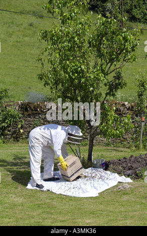 Apicoltore raccogliendo uno sciame di api di miele da un susino in Cotswolds REGNO UNITO Foto Stock