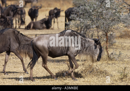 Allevamento di migrazione di GNU Blu Grumeti Tanzania Foto Stock