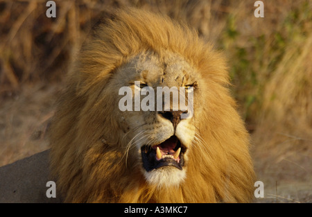 Maschio di Leone Panthera leo Grumeti Tanzania Africa orientale Foto Stock