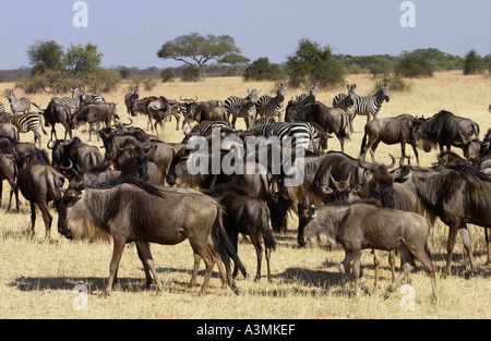 La migrazione di GNU Blu e pianure comune Zebra concedere s Grumeti Tanzania Foto Stock