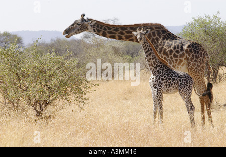 Adulto e giraffe calf alimentazione Grumeti in Tanzania Foto Stock