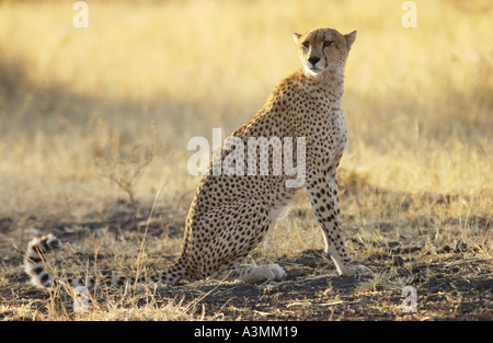 Cheetah Grumeti Tanzania Africa orientale Foto Stock