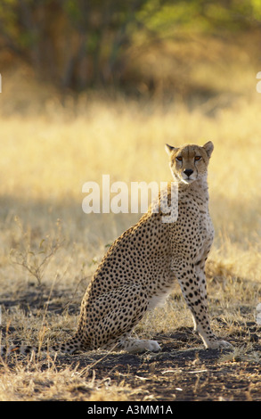 Cheetah Grumeti Tanzania Africa orientale Foto Stock