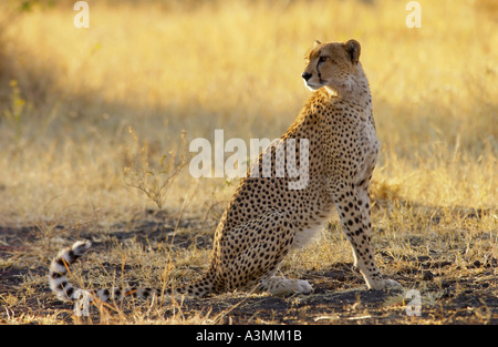 Cheetah Grumeti Tanzania Africa orientale Foto Stock