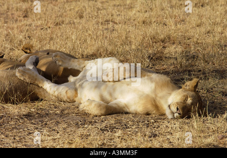 Leonessa addormentato Grumeti Tanzania Africa orientale Foto Stock