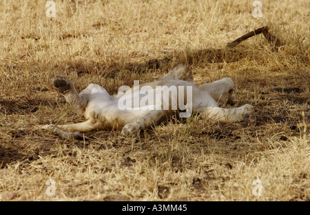 Leonessa addormentato Grumeti Tanzania Africa orientale Foto Stock