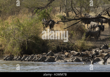 Una mandria di pianura comune Zebra concedere s Grumeti potabile Tanzania Foto Stock