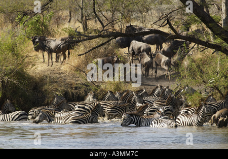 Una mandria di pianura comune Zebra concedere s Grumeti potabile Tanzania Foto Stock