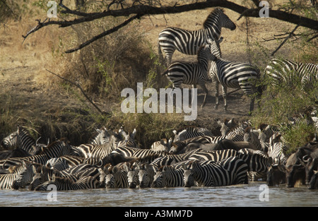 Una mandria di pianura comune Zebra concedere s Grumeti potabile Tanzania Foto Stock