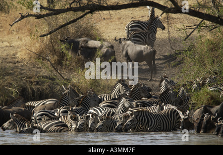 Una mandria di pianura comune Zebra concedere s Grumeti potabile Tanzania Foto Stock