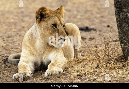 Una leonessa Grumeti Tanzania Africa orientale Foto Stock