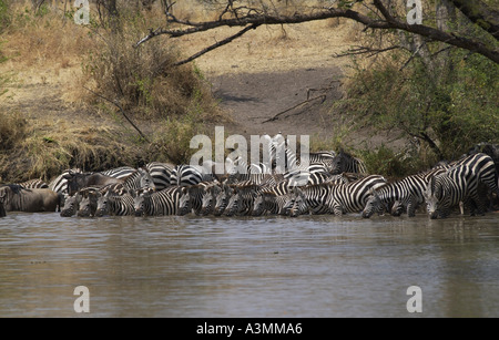 Una mandria di pianura comune Zebra concedere s Grumeti potabile Tanzania Foto Stock