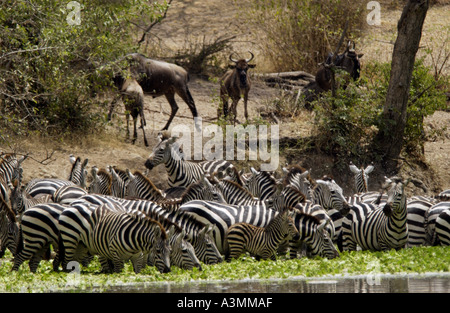 Una mandria di pianura comune Zebra concedere s Grumeti potabile Tanzania Foto Stock