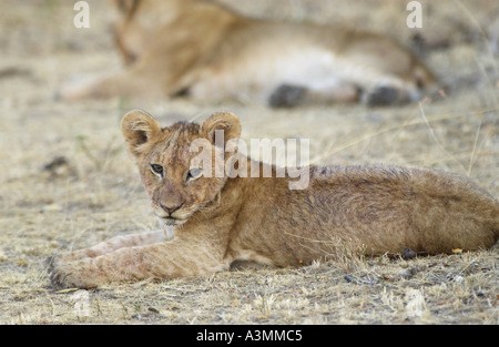 Un LION CUB in appoggio Grumeti Tanzania Africa orientale Foto Stock