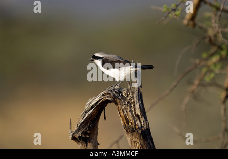 Grigio backed shrike fiscale Grumet Tanzania Africa orientale Foto Stock