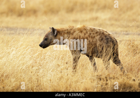 Spotted Hyena nella prateria Grumeti Tanzania Foto Stock