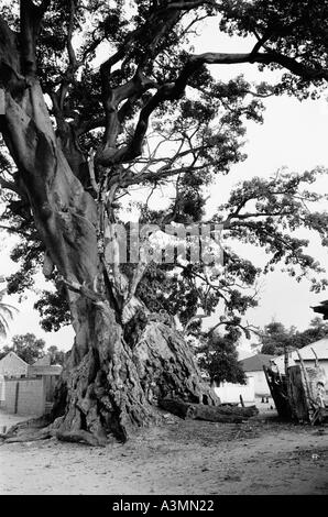 Un gigantesco albero di kapoc in Gambia chiamato il grande albero localmente recentemente colpita da un fulmine in una tempesta e danneggiata Foto Stock