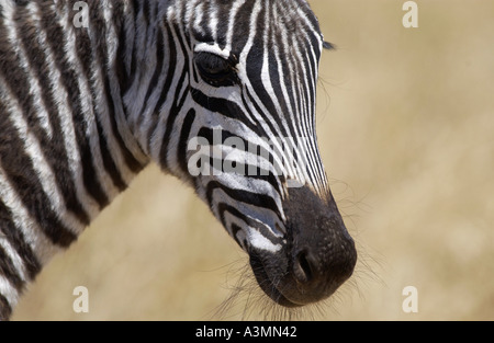 Pianure comune Zebra concedere s del cratere di Ngorongoro Tanzania Foto Stock