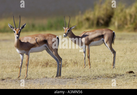 Thomsons gazzelle cratere di Ngorongoro Tanzania Foto Stock