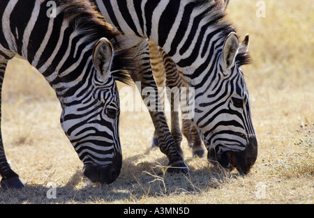 Pianure comune Zebra concessione pascolo s del cratere di Ngorongoro Tanzania Foto Stock