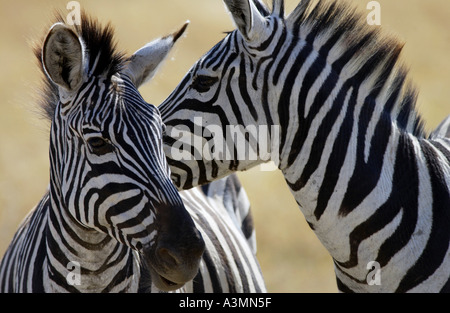Pianure comune Zebra concedere s del cratere di Ngorongoro Tanzania Foto Stock