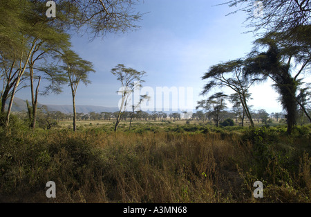 Vista del bordo del cratere dalla foresta Lerai cratere di Ngorongoro Tanzania Foto Stock