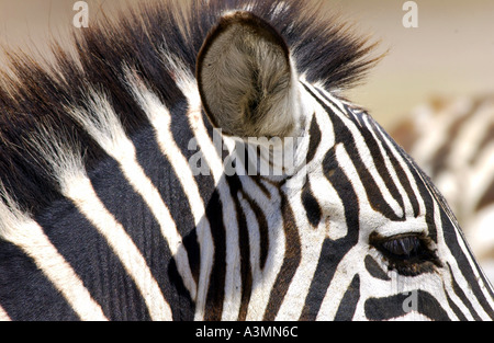 Pianure comune Zebra concedere s del cratere di Ngorongoro Tanzania Foto Stock