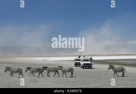 Mandria di pianura comune Zebra da salina di Lake Magadi nel cratere di Ngorongoro Tanzania Foto Stock