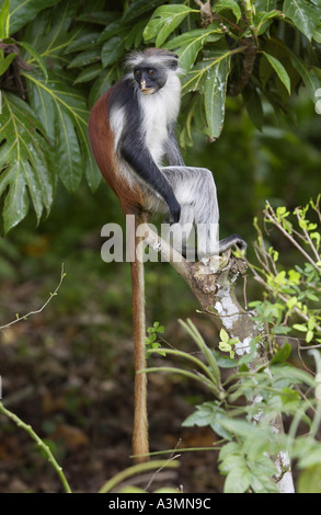 Zanzibar adulto Red Colobus Monkey nel bosco isola di Zanzibar Foto Stock