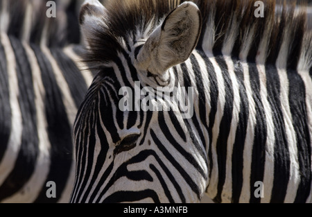 Pianure comune Zebra concedere s del cratere di Ngorongoro Tanzania Foto Stock