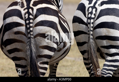 Pianure comune Zebra concedere s del cratere di Ngorongoro Tanzania Foto Stock