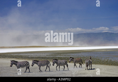 Mandria di pianura comune Zebra concedere s dalla salina di Lake Magadi nel cratere di Ngorongoro Tanzania Foto Stock