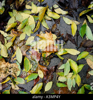 Foglie di autunno dopo la tempesta Foto Stock