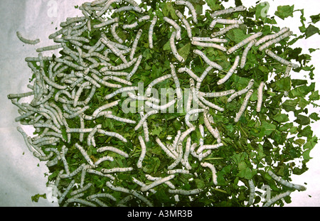 Myanmar Birmania la bachicoltura tessuti di seta alimentando i bachi da seta su foglie mulberrry Foto Stock