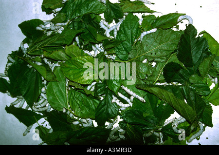 Myanmar Birmania agricoltura bachicoltura tessuti di seta bachi da seta maturo l'alimentazione sulle foglie mulberrry Foto Stock