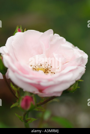 Rosa alba nuova Foto Stock