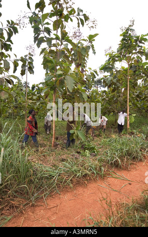 Comunità di villaggio di lavoro della forza lavoro in un piantagioni forestali con specie indigene, Ghana Foto Stock