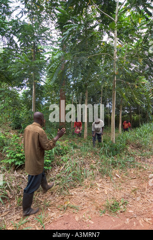 Comunità di villaggio di lavoro della forza lavoro in un piantagioni forestali con specie indigene, Ghana Foto Stock